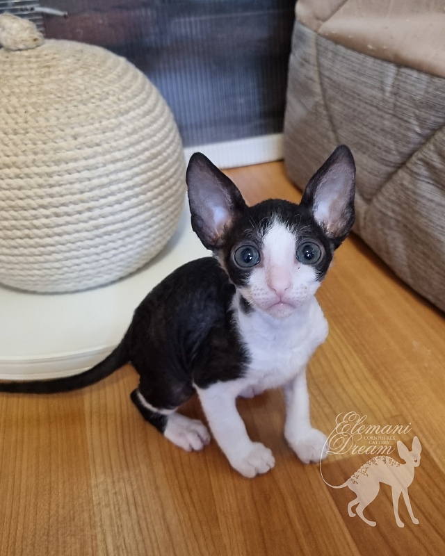Viva Maria Elemani Dream - Kitten cornish rex 1 month 2.5 weeks