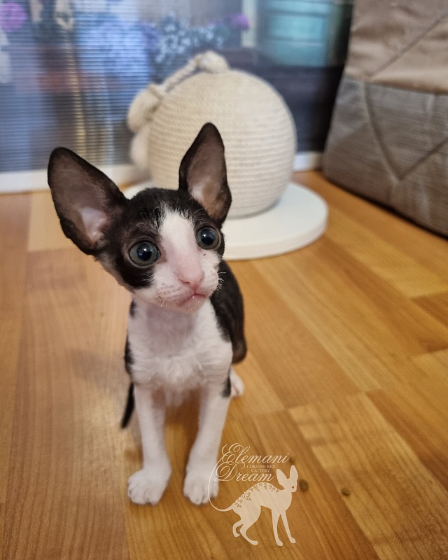 Viva Maria Elemani Dream - Kitten cornish rex 1 month 2.5 weeks