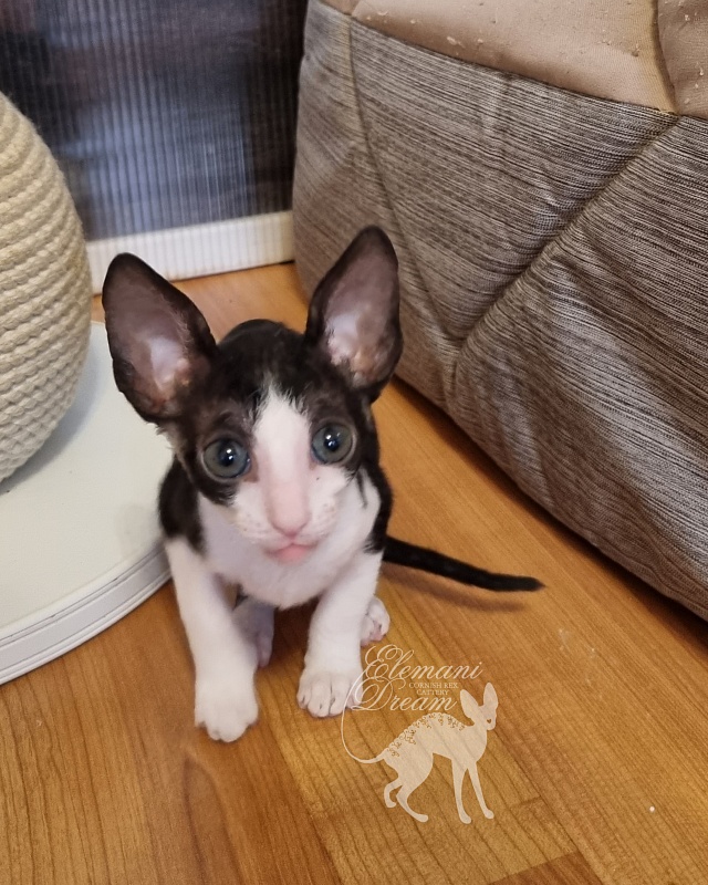 Viva Maria Elemani Dream - Kitten cornish rex 1 month 2.5 weeks