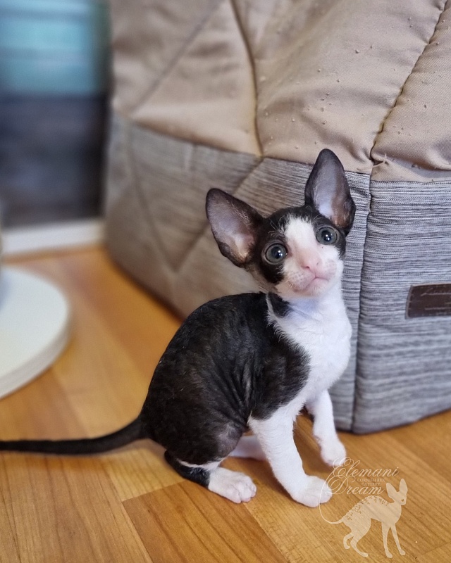 Viva Maria Elemani Dream - Kitten cornish rex 1 month 2.5 weeks