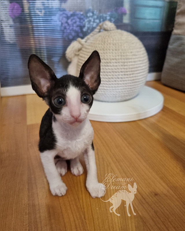 Viva Maria Elemani Dream - Kitten cornish rex 1 month 2.5 weeks