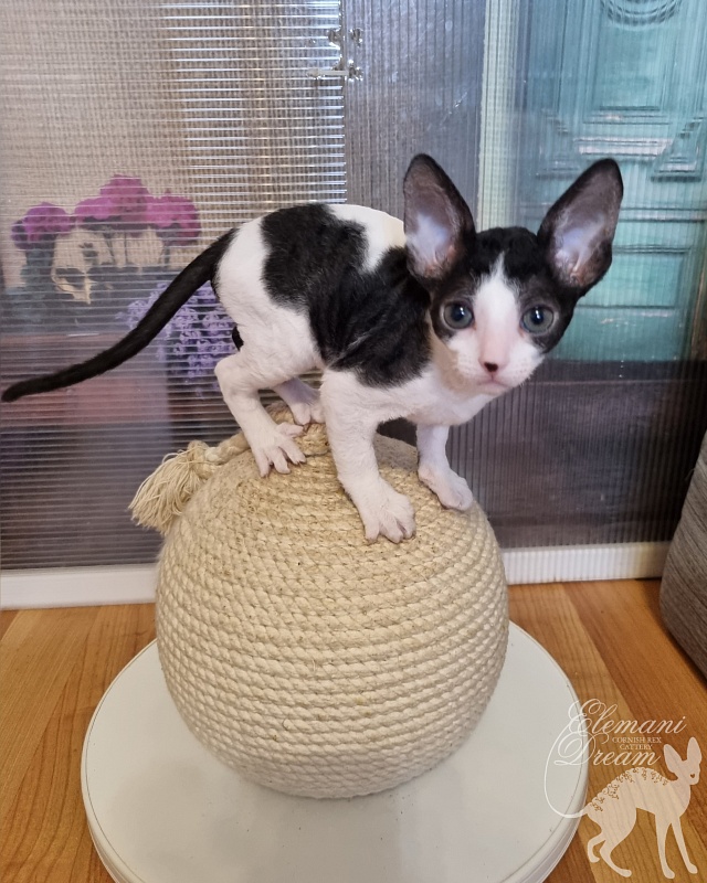 Vivaldi Elemani Dream - Kitten cornish rex 1 month 2.5 weeks
