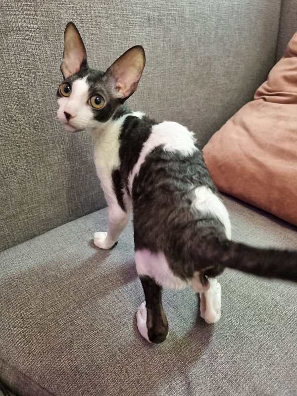 Vivaldi Elemani Dream - Kitten cornish rex 4 months 3.5 weeks