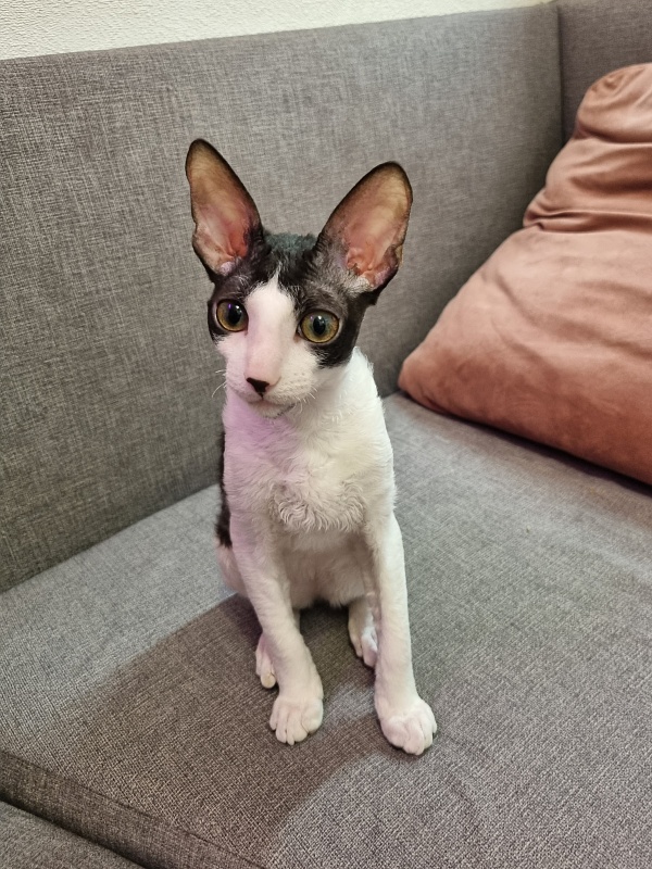 Vivaldi Elemani Dream - Kitten cornish rex 4 months 3.5 weeks