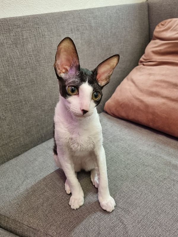 Vivaldi Elemani Dream - Kitten cornish rex 4 months 3.5 weeks