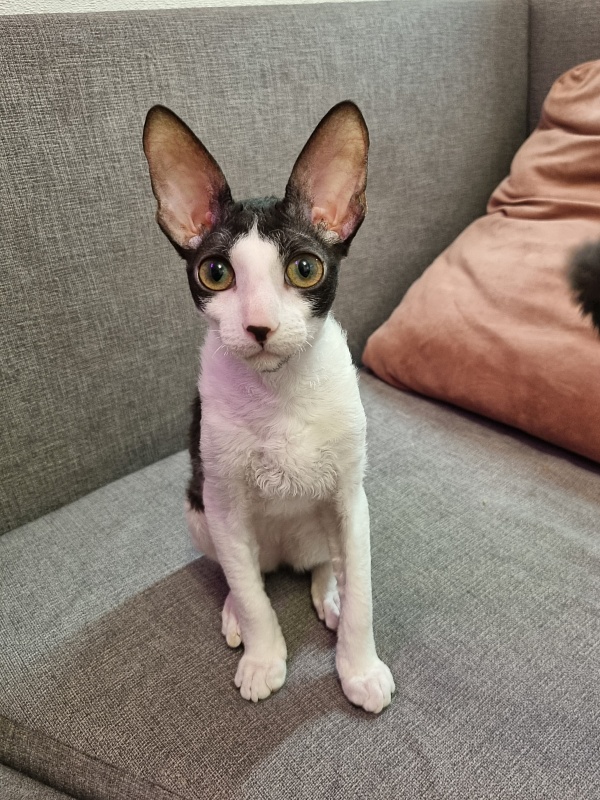 Vivaldi Elemani Dream - Kitten cornish rex 4 months 3.5 weeks