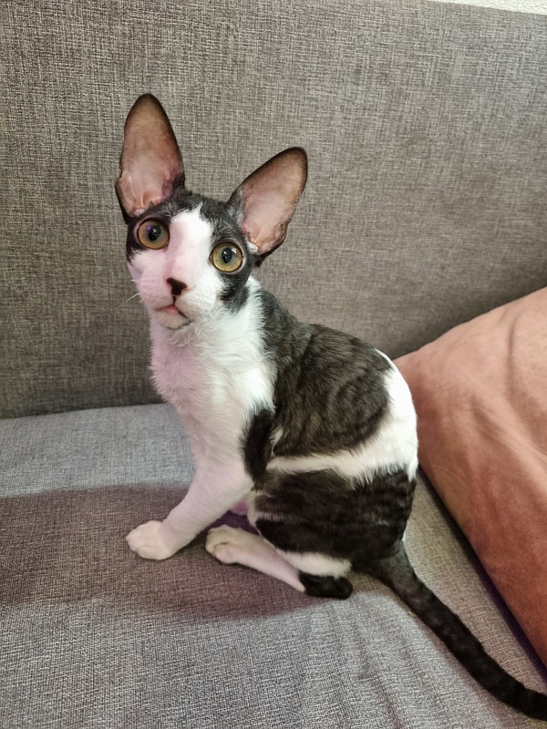 Vivaldi Elemani Dream - Kitten cornish rex 4 months 3.5 weeks