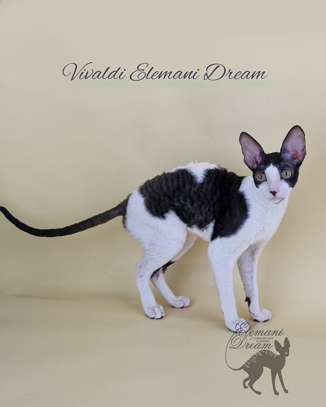 Vivaldi Elemani Dream - Kitten cornish rex 6 months 2.5 weeks