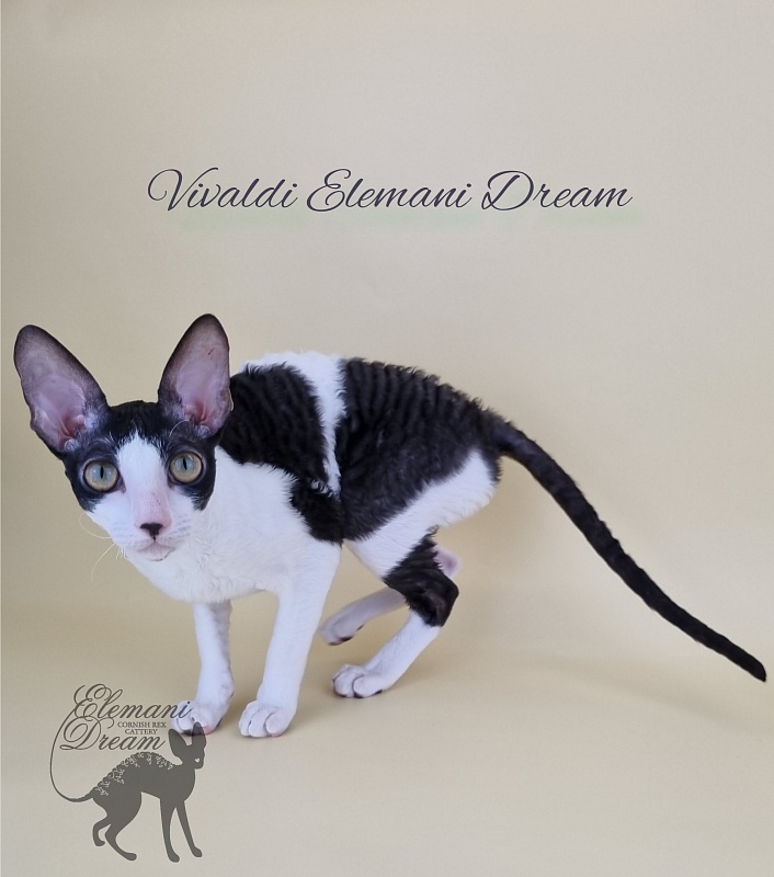 Vivaldi Elemani Dream - Kitten cornish rex 6 months 2.5 weeks