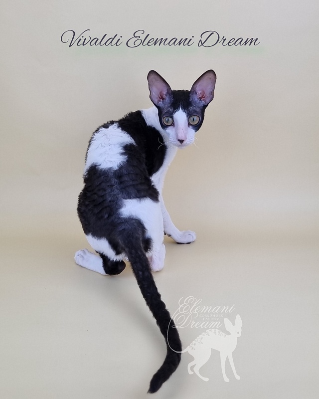 Vivaldi Elemani Dream - Kitten cornish rex 6 months 2.5 weeks