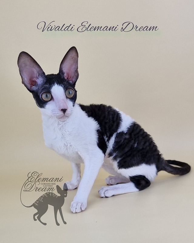 Vivaldi Elemani Dream - Kitten cornish rex 6 months 2.5 weeks