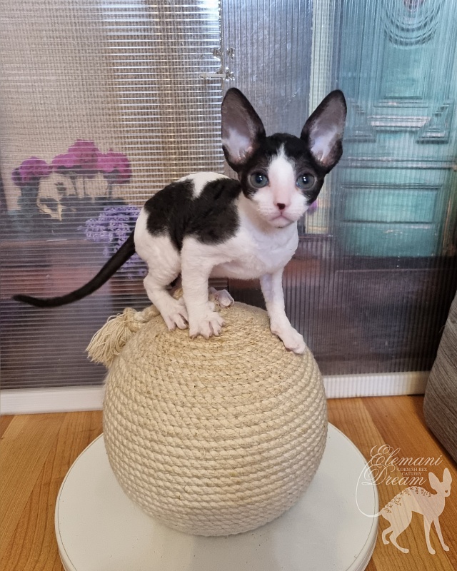 Vivaldi Elemani Dream - Kitten cornish rex 1 month 2.5 weeks