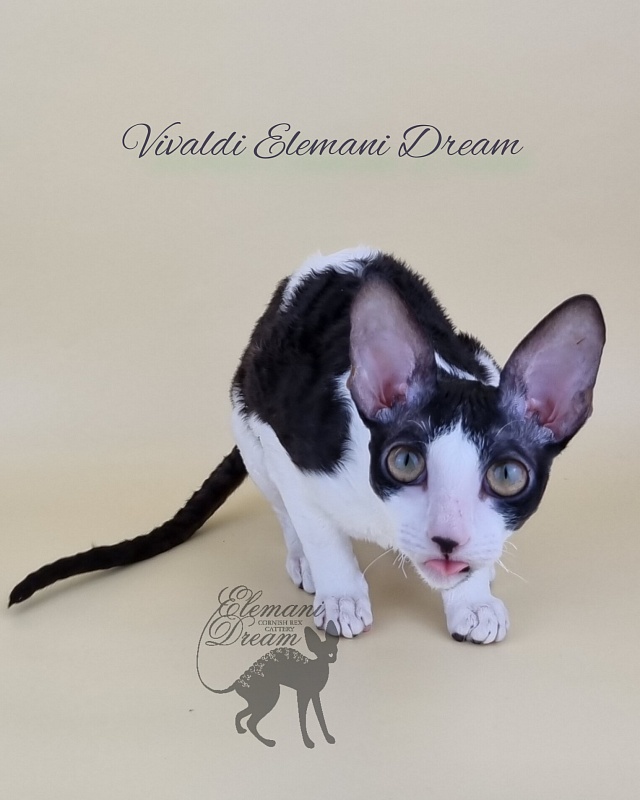Vivaldi Elemani Dream - Kitten cornish rex 6 months 2.5 weeks