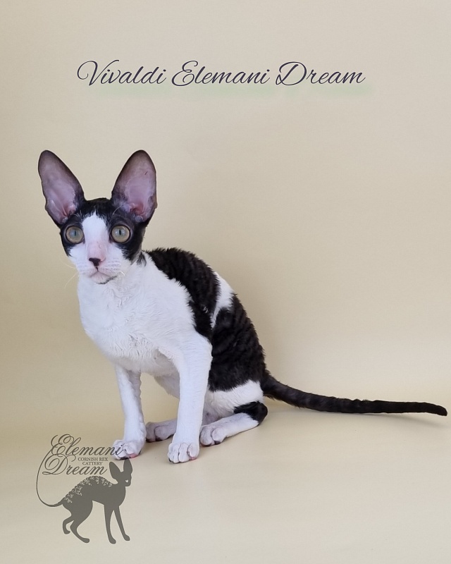 Vivaldi Elemani Dream - Kitten cornish rex 6 months 2.5 weeks