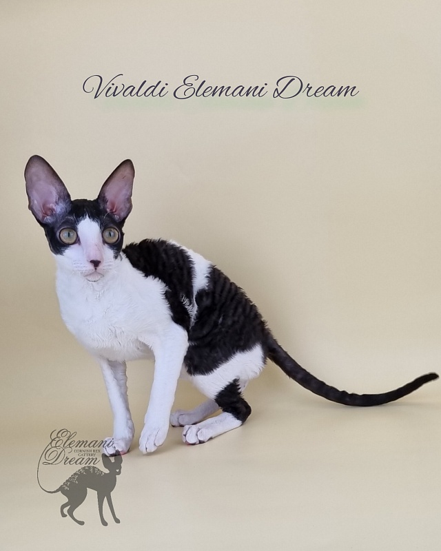 Vivaldi Elemani Dream - Kitten cornish rex 6 months 2.5 weeks