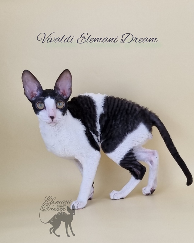 Vivaldi Elemani Dream - Kitten cornish rex 6 months 2.5 weeks