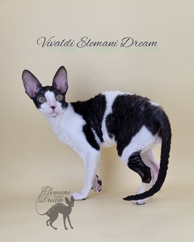 Vivaldi Elemani Dream - Kitten cornish rex 6 months 2.5 weeks