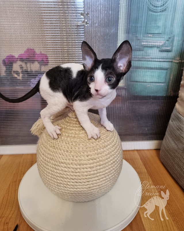 Vivaldi Elemani Dream - Kitten cornish rex 1 month 2.5 weeks