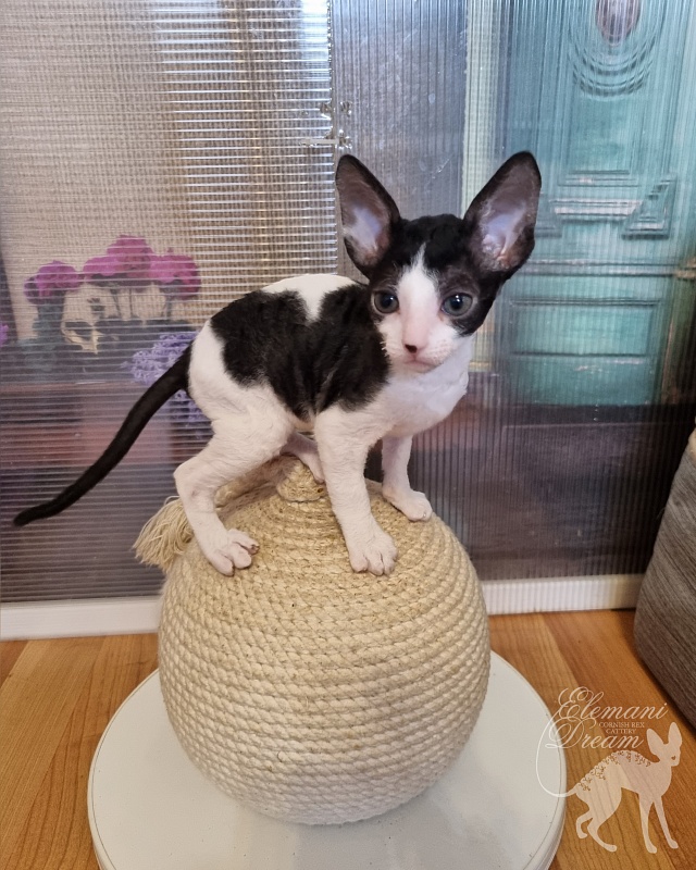 Vivaldi Elemani Dream - Kitten cornish rex 1 month 2.5 weeks