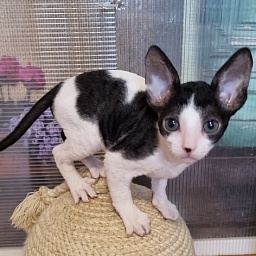 Vivaldi Elemani Dream