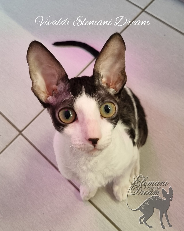 Vivaldi Elemani Dream - Kitten cornish rex 4 months 1.5 week