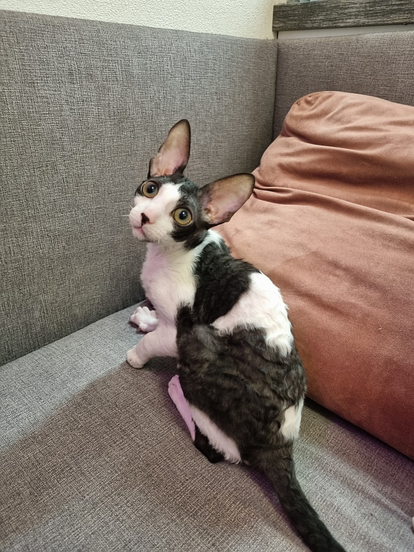 Vivaldi Elemani Dream - Kitten cornish rex 4 months 3.5 weeks