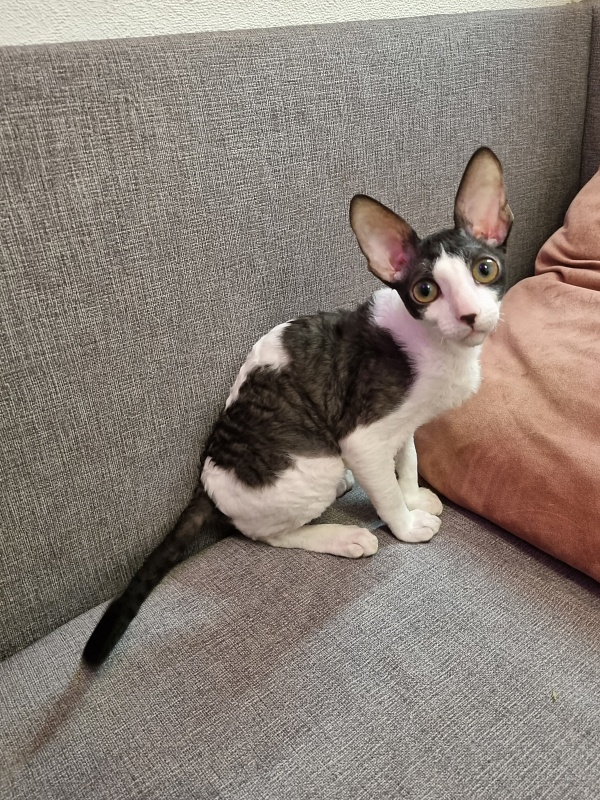Vivaldi Elemani Dream - Kitten cornish rex 4 months 3.5 weeks