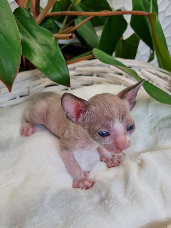 Weresk Elemani Dream - Kitten cornish rex 3 weeks