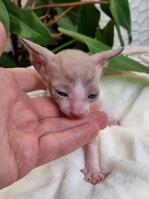 Weresk Elemani Dream - Kitten cornish rex 3 weeks
