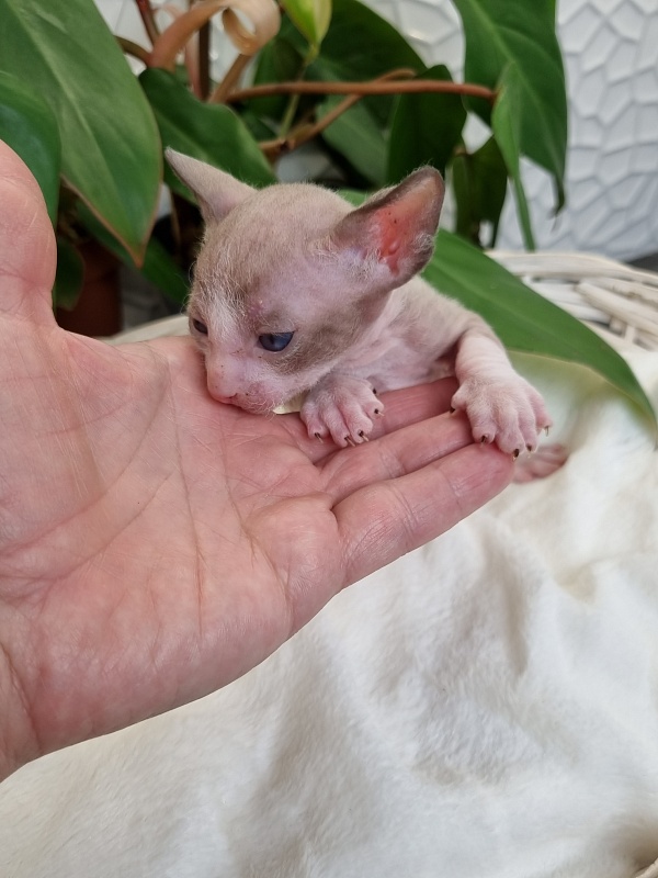 Weresk Elemani Dream - Kitten cornish rex 3 weeks