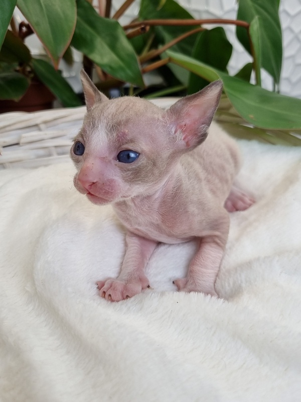 Weresk Elemani Dream - Kitten cornish rex 3 weeks