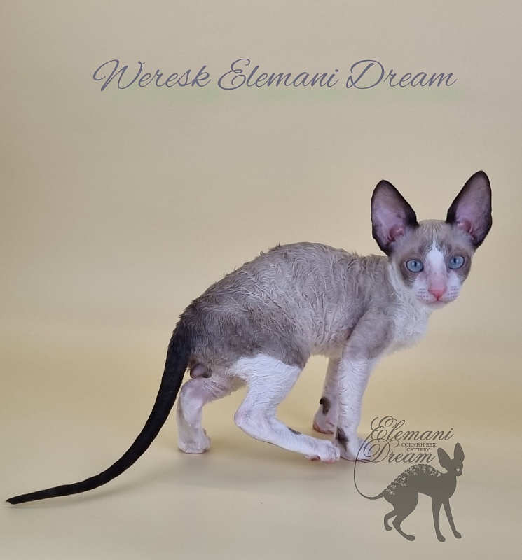 Weresk Elemani Dream - Kitten cornish rex 2.5 months