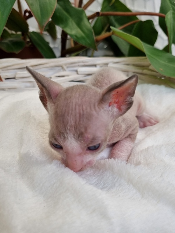 Weresk Elemani Dream - Kitten cornish rex 3 weeks