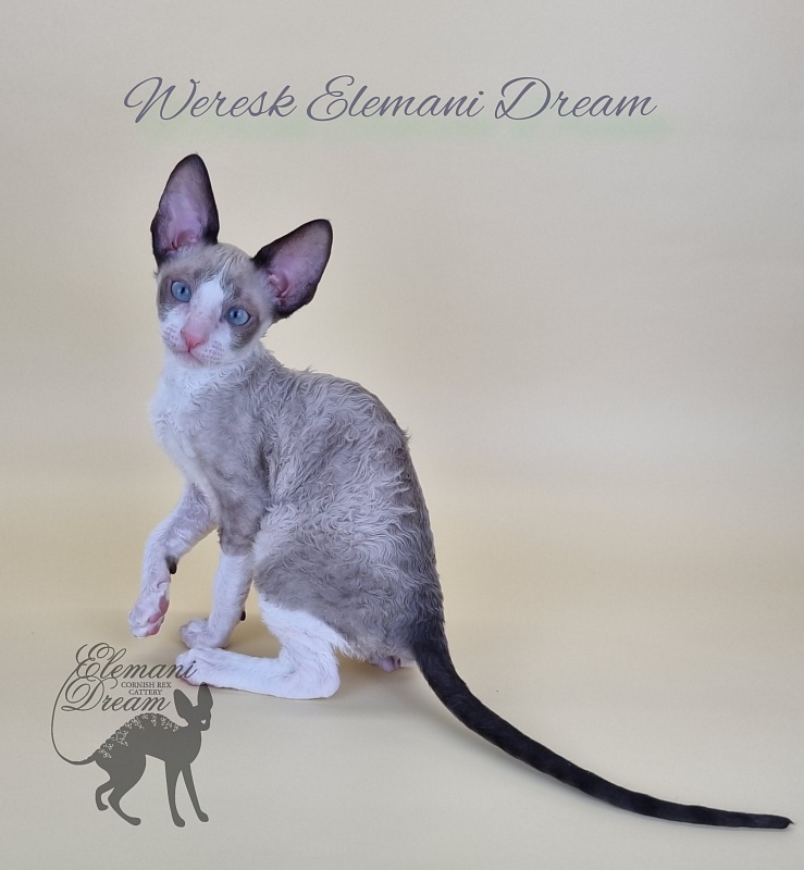Weresk Elemani Dream - Kitten cornish rex 2.5 months