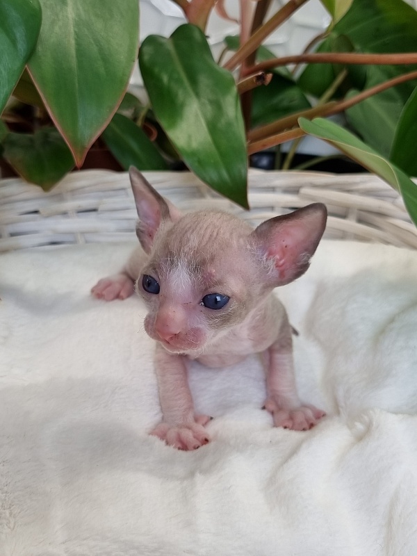 Weresk Elemani Dream - Kitten cornish rex 3 weeks