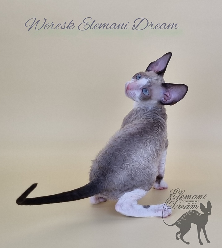 Weresk Elemani Dream - Kitten cornish rex 2.5 months