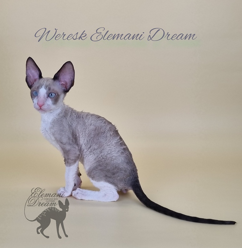 Weresk Elemani Dream - Kitten cornish rex 2.5 months