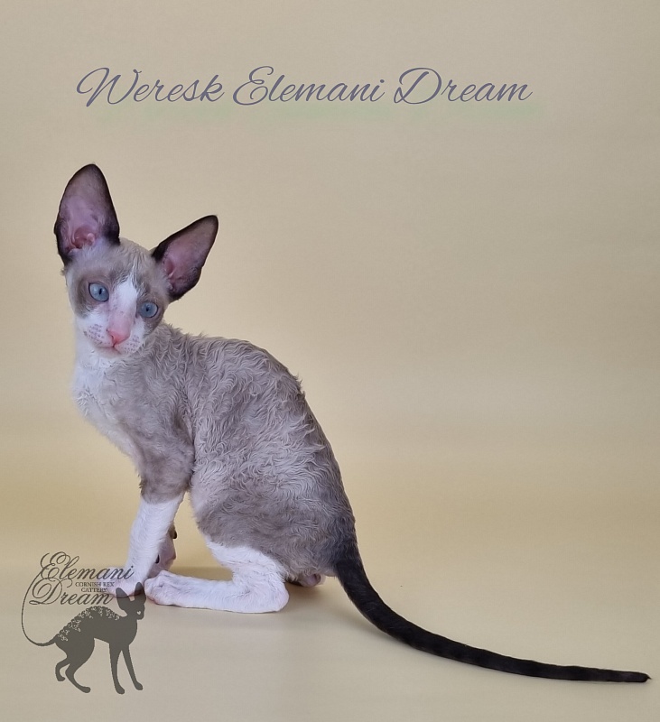 Weresk Elemani Dream - Kitten cornish rex 2.5 months