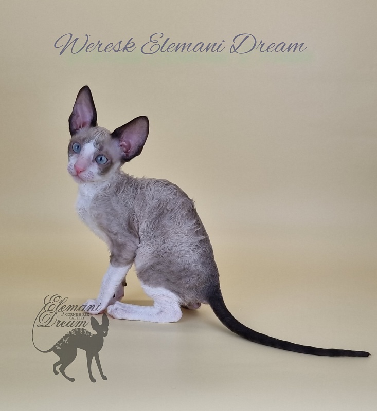 Weresk Elemani Dream - Kitten cornish rex 2.5 months