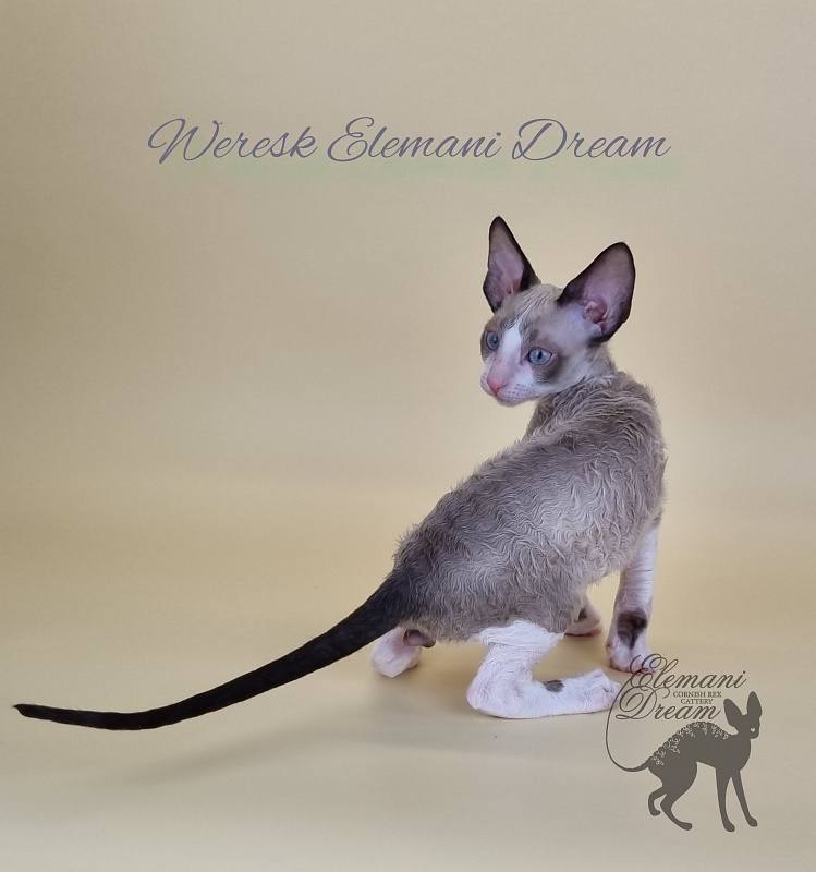 Weresk Elemani Dream - Kitten cornish rex 2.5 months