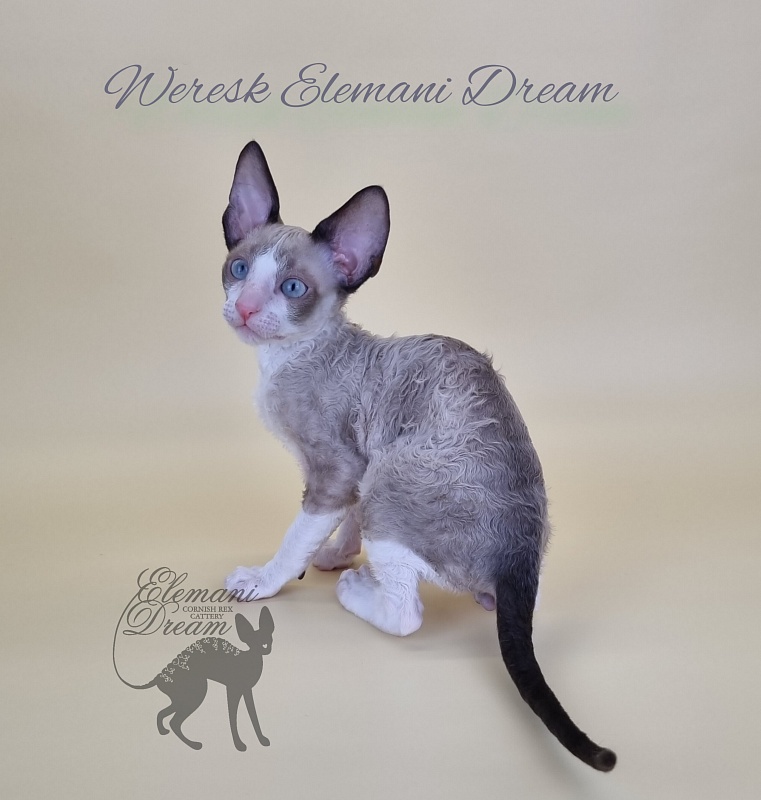 Weresk Elemani Dream - Kitten cornish rex 2.5 months