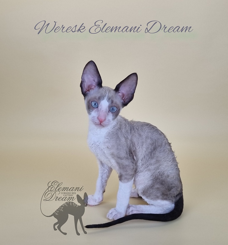 Weresk Elemani Dream - Kitten cornish rex 2.5 months