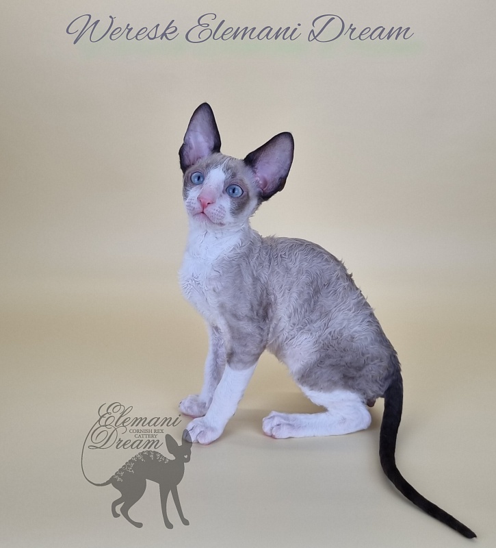 Weresk Elemani Dream - Kitten cornish rex 2.5 months
