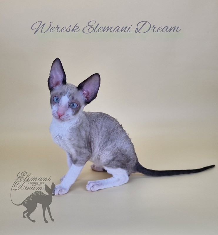 Weresk Elemani Dream - Kitten cornish rex 2.5 months