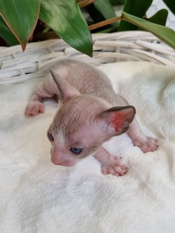 Weresk Elemani Dream - Kitten cornish rex 3 weeks