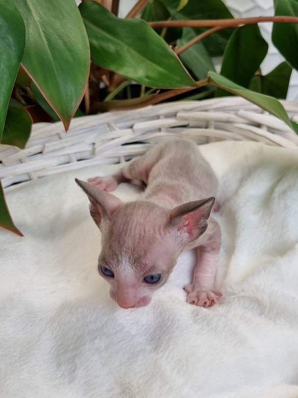 Weresk Elemani Dream - Kitten cornish rex 3 weeks