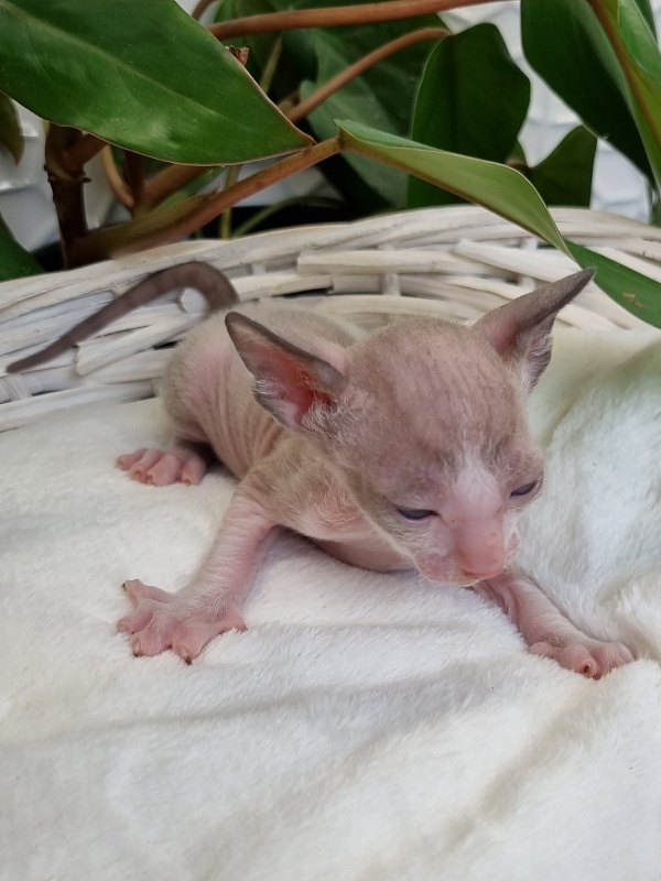 Weresk Elemani Dream - Kitten cornish rex 3 weeks
