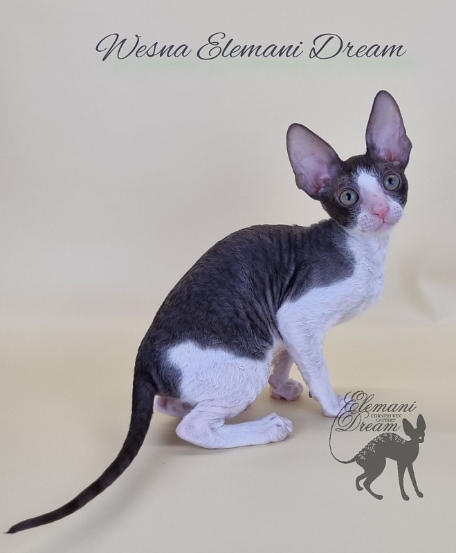 Wesna Elemani Dream - Kitten cornish rex 2.5 months