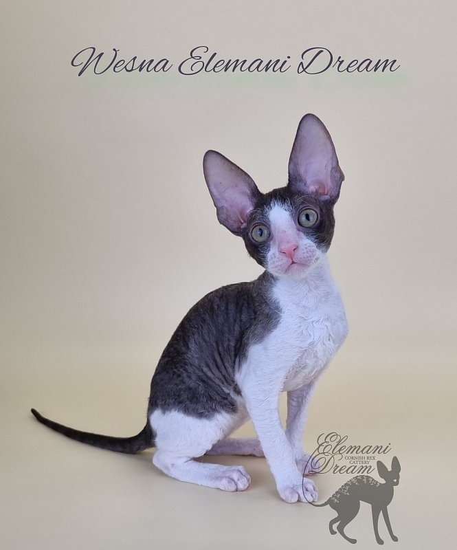 Wesna Elemani Dream - Kitten cornish rex 2.5 months