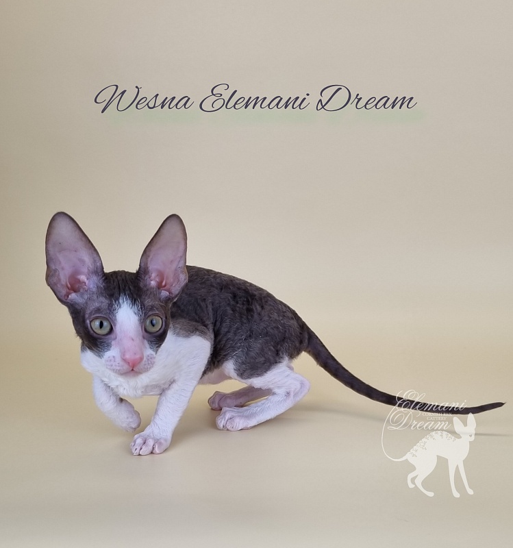 Wesna Elemani Dream - Kitten cornish rex 2.5 months